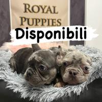 Bulldog Francese M disponibile subito