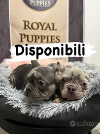 Bulldog Francese M disponibile subito