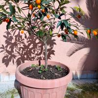 pianta di mandarino Cinese 