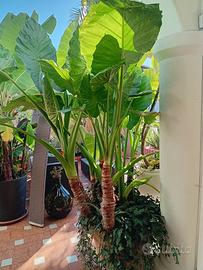 alocasia