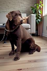 Labrador chocolate purissimo
