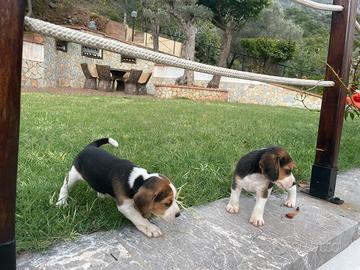 Beagle
