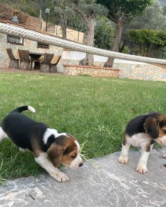Beagle