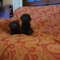 Labrador cuccioli neri per dicembre