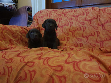 Labrador cuccioli neri per dicembre