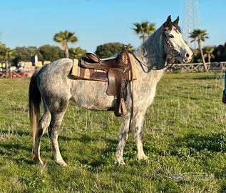 Cavalli doppia pony femmina