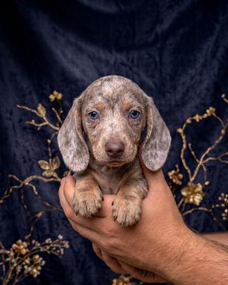 Cuccioli di bassotto Arlecchino cioccolato isabell