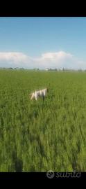 Cane caccia pointer