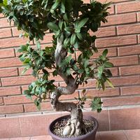 Bonsai ficus