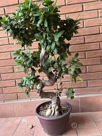 Bonsai ficus