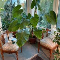 Poltroncine del 1800