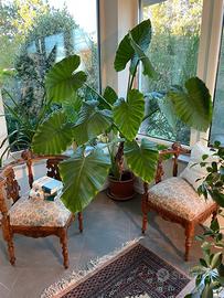 Poltroncine del 1800