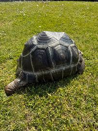 Geochelone Gigantea
