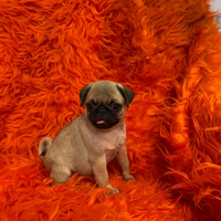 Carlino ibrido maschietto tre mesi e mezzo