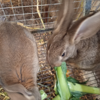 Conigli gigante delle Fiandre