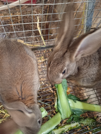Conigli gigante delle Fiandre