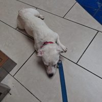 Cedosta femmina di jackrussell di 6 anni