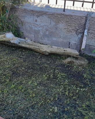 tornco in ginepro