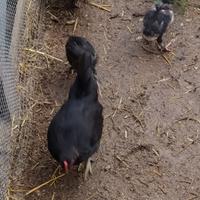 Galline OLIVE EGGER