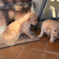 Cuccioli di Golden Retriver
