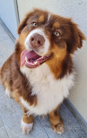 Cuccioli pastore australiano con pedigree