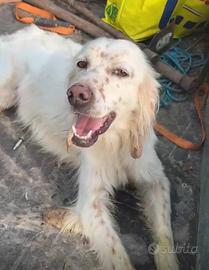 Setter inglese