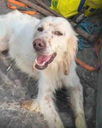 Setter inglese