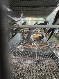 Pappagalli calopsite molte mutazioni