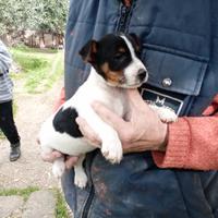 Jack russell cuccioli