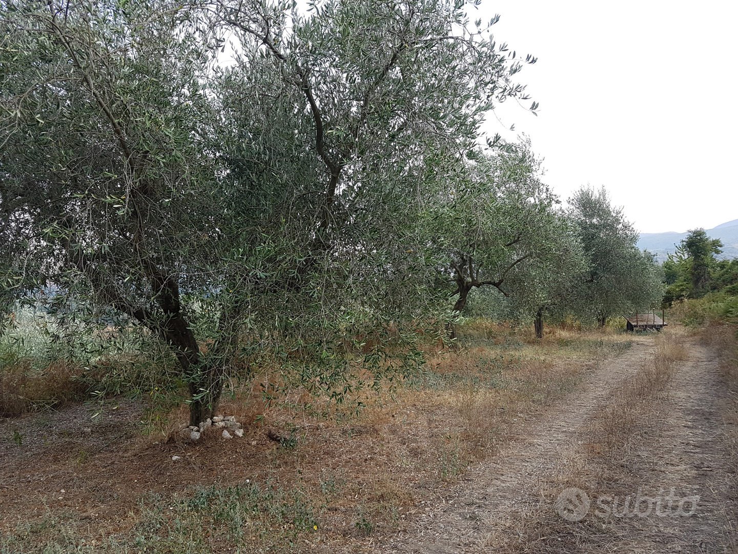 Uliveto su terreno agricolo con grande rudere - Vista 4