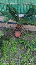 pianta cicas
