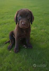 cuccioli labrador cioccolato con pedigree 