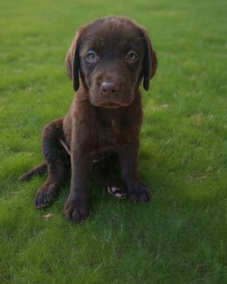 cuccioli labrador cioccolato con pedigree 
