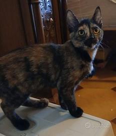 Tarty gattina