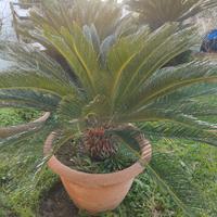 Piante cycas