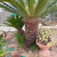 Due Cycas (palme da giardino)