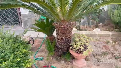 Due Cycas (palme da giardino)