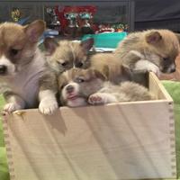 Cuccioli Corgi