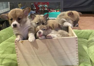 Cuccioli Corgi