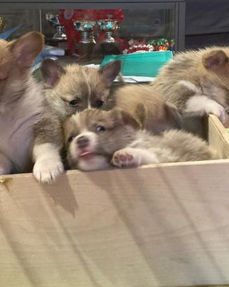 Cuccioli Corgi