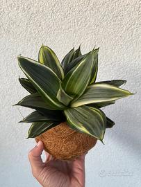 Kokedama sansevieria trifasciata