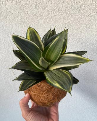 Kokedama sansevieria trifasciata
