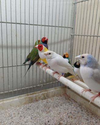 Diamanti di Gould