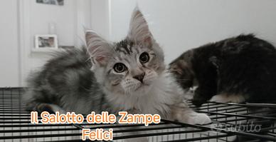 Maine coon blu silver tabby con white - maschio