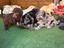 Immagine 26