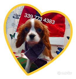Cavalier king femmina 4 mesi