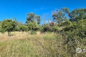 Terreno agricolo 5.000mq Castiglione di Sicilia