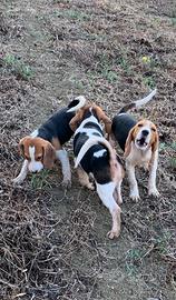 Cuccioli di Beagle