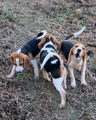 Cuccioli di Beagle
