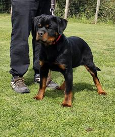 Rottweiler cucciola